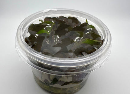 Cryptocoryne x willisii – In Vitro