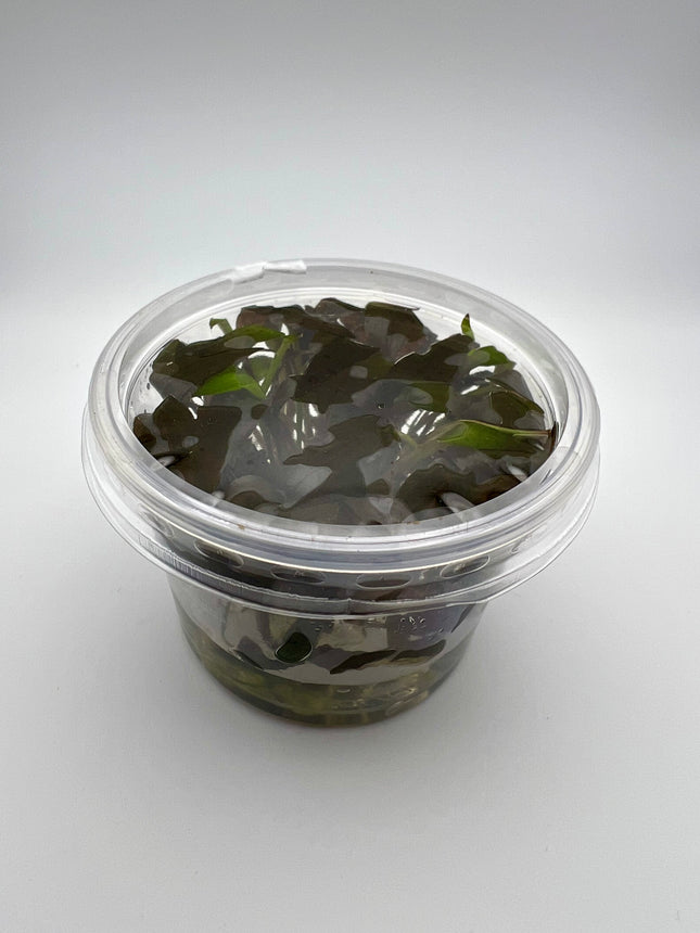 Cryptocoryne x willisii – In Vitro