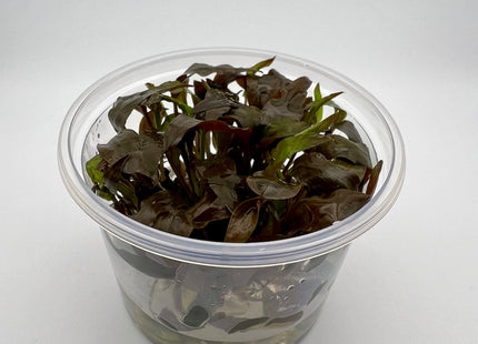 Cryptocoryne x willisii – In Vitro