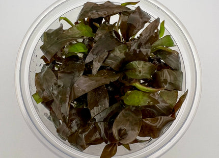 Cryptocoryne x willisii – In Vitro