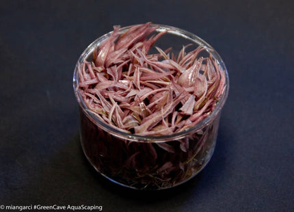 Cryptocoryne "Flamingo" – In Vitro