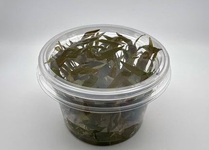 Cryptocoryne petchii "pink" – In Vitro