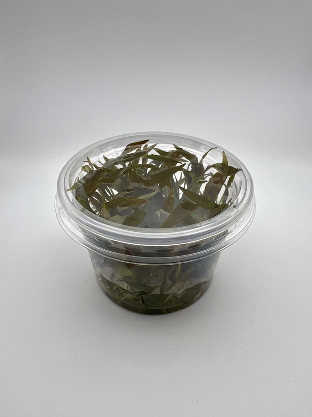 Cryptocoryne petchii "pink" – In Vitro