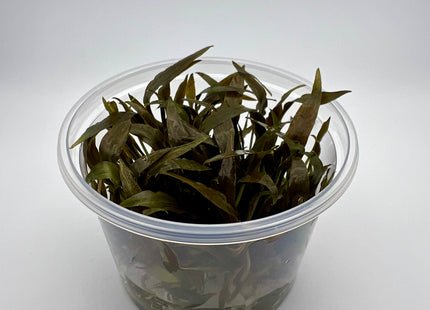 Cryptocoryne petchii "pink" – In Vitro
