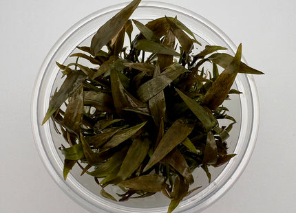 Cryptocoryne petchii "pink" – In Vitro