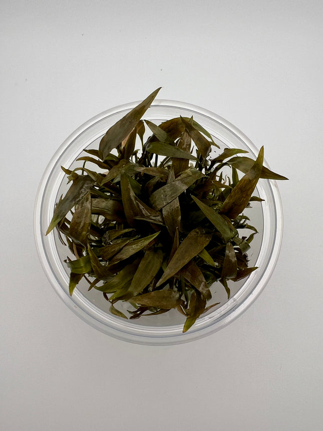 Cryptocoryne petchii "pink" – In Vitro
