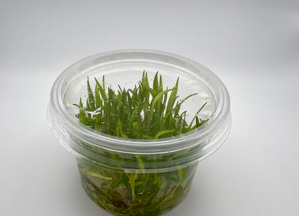 Cryptocoryne parva – In Vitro
