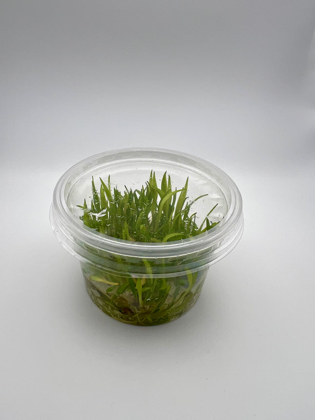 Cryptocoryne parva – In Vitro