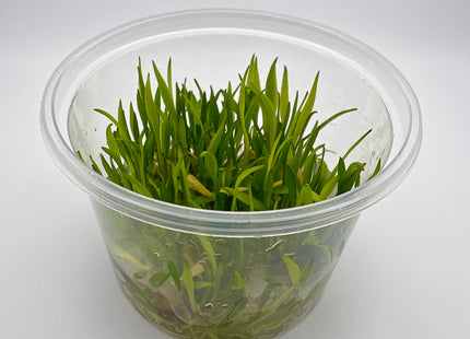 Cryptocoryne parva – In Vitro
