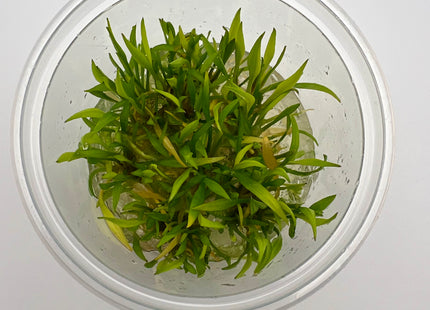 Cryptocoryne parva – In Vitro