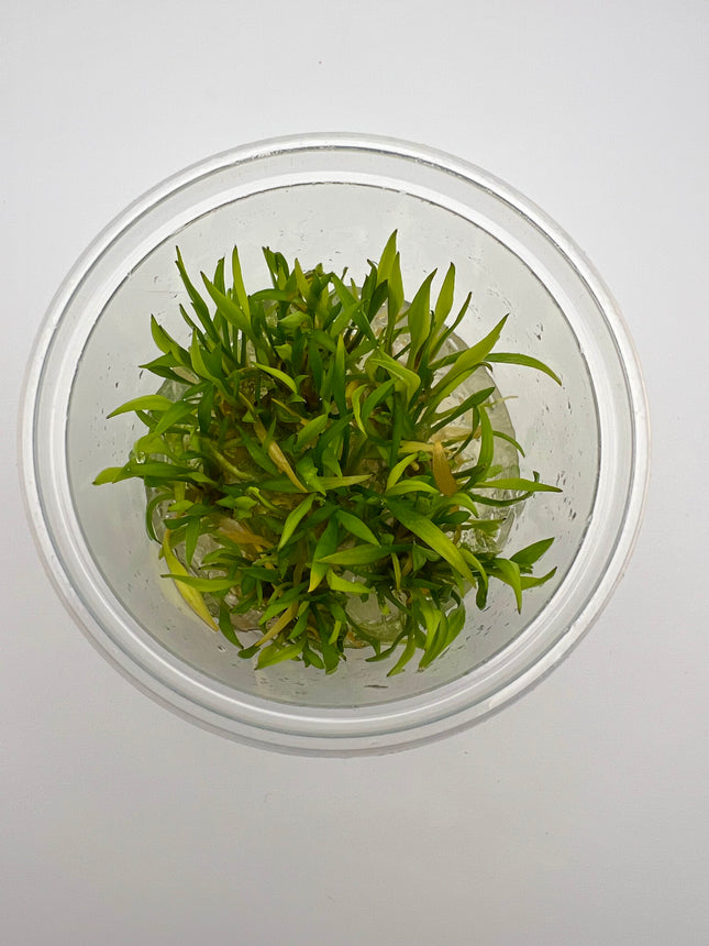Cryptocoryne parva – In Vitro