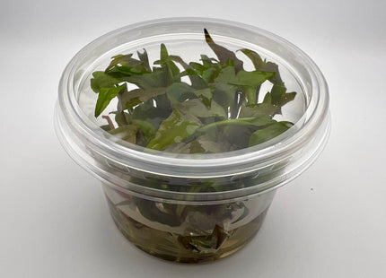 Cryptocoryne undulata – In Vitro