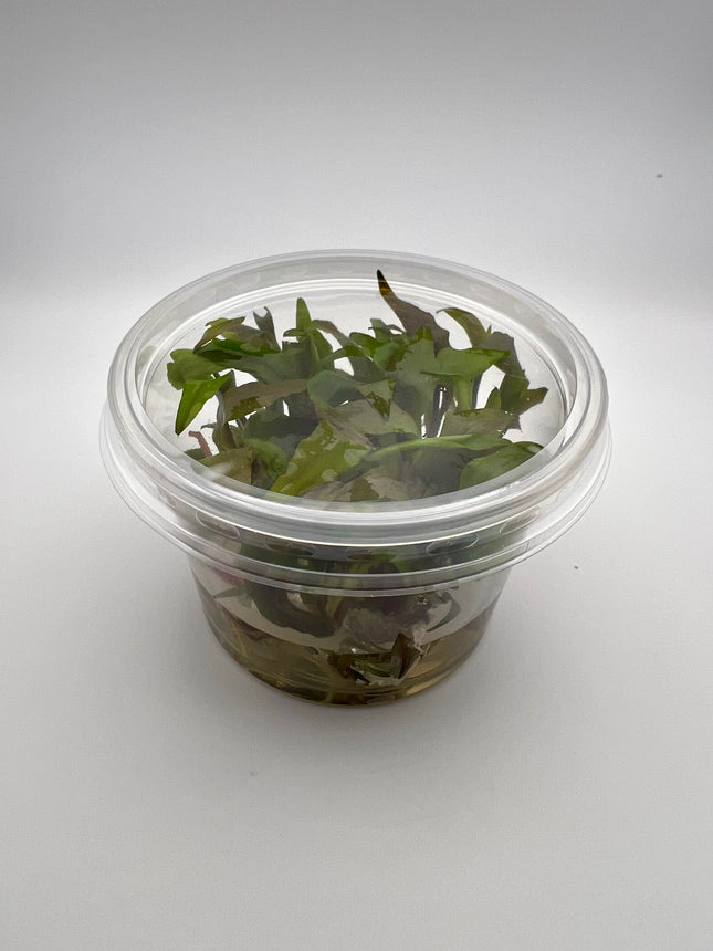 Cryptocoryne undulata – In Vitro