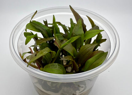Cryptocoryne undulata – In Vitro