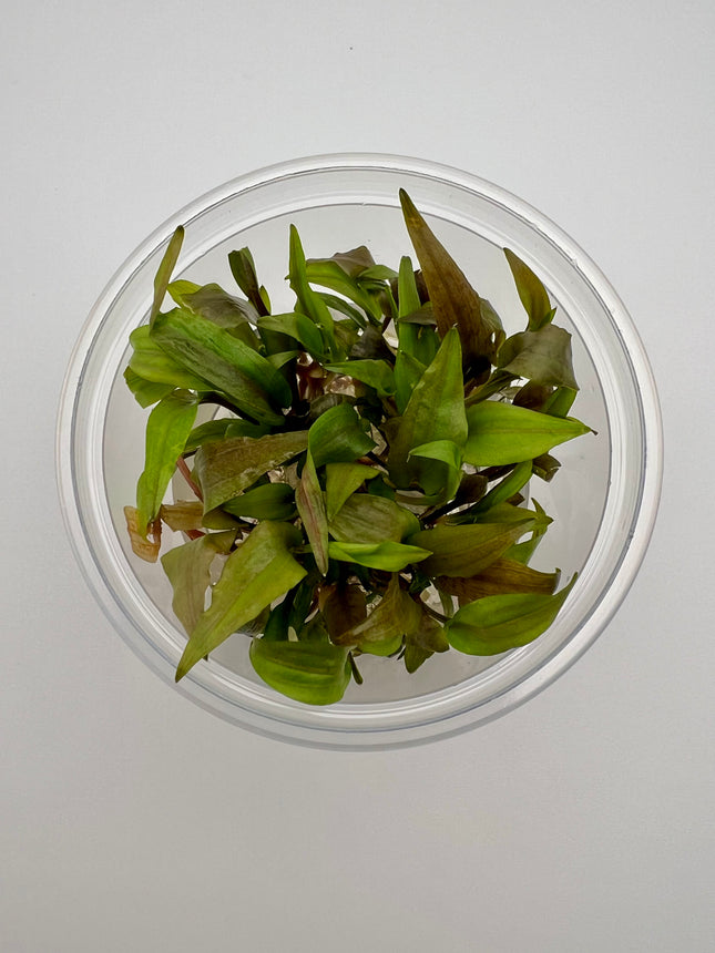 Cryptocoryne undulata – In Vitro
