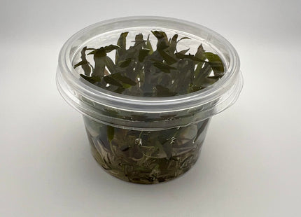 Cryptocoryne wendtii brown – In Vitro