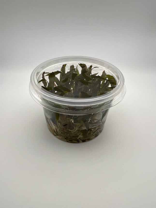 Cryptocoryne wendtii brown – In Vitro