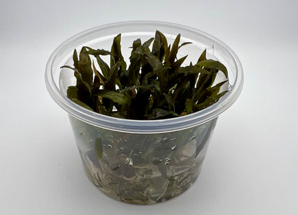 Cryptocoryne wendtii brown – In Vitro