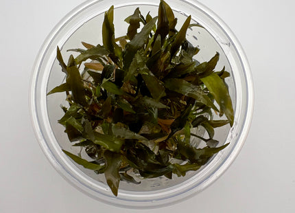 Cryptocoryne wendtii brown – In Vitro