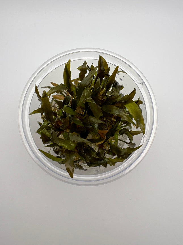 Cryptocoryne wendtii brown – In Vitro