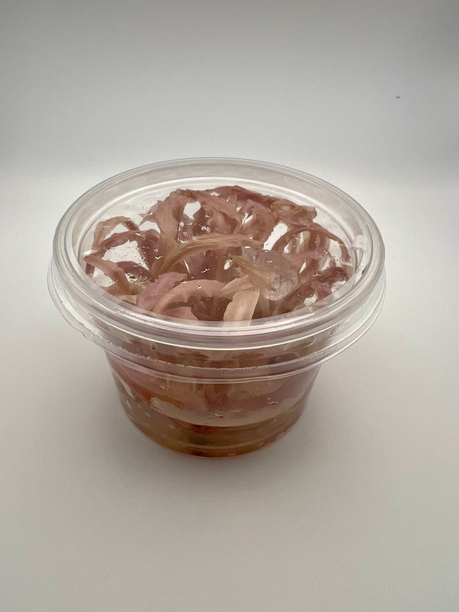 Cryptocoryne "Balasea Pink" – In Vitro