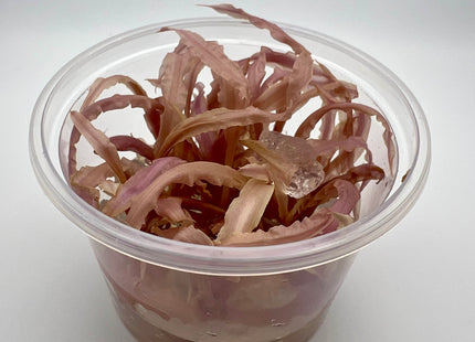 Cryptocoryne "Balasea Pink" – In Vitro