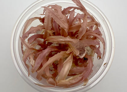 Cryptocoryne "Balasea Pink" – In Vitro