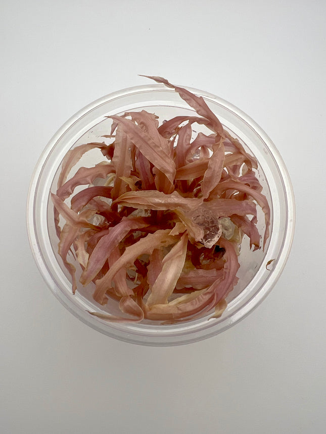 Cryptocoryne "Balasea Pink" – In Vitro