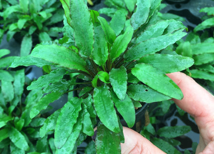 Cryptocoryne wendtii green - Topf