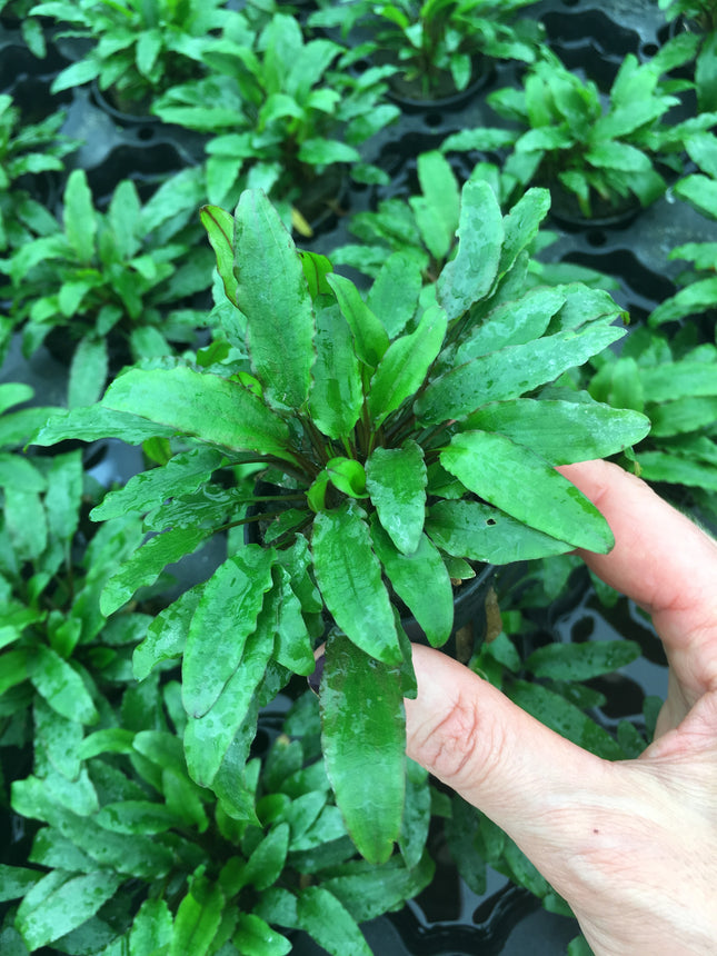 Cryptocoryne wendtii green - Topf