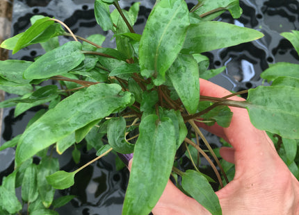 Cryptocoryne wendtii red - Topf