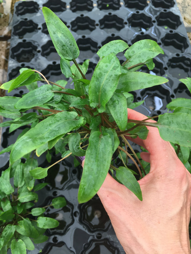 Cryptocoryne wendtii red - Topf