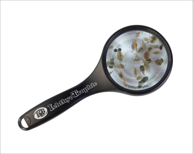 Seewassercopepoden Lebendfutter
