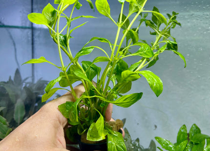 Ludwigia palustris Green - Topf