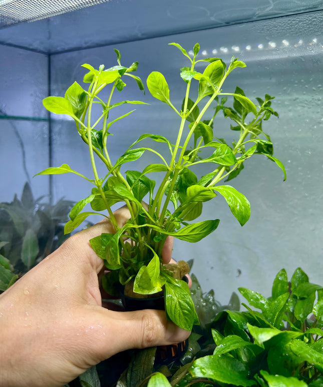 Ludwigia palustris Green - Topf