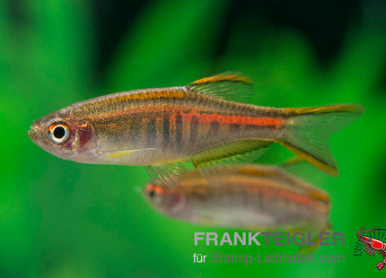 Danio choprae