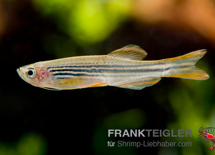 Danio kyathit_2