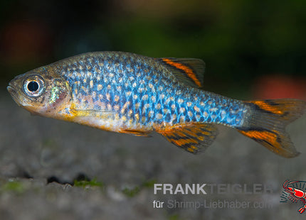 Perlhuhnbärbling 'Galaxy' - Danio margaritatus