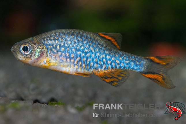Perlhuhnbärbling 'Galaxy' - Danio margaritatus