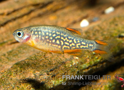 Perlhuhnbärbling 'Galaxy' - Danio margaritatus