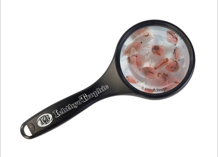 Daphnia Lebendfutter