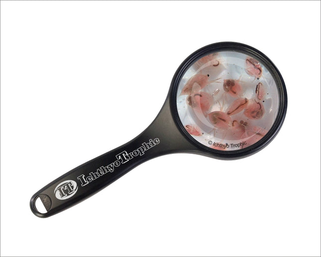 Daphnia Lebendfutter