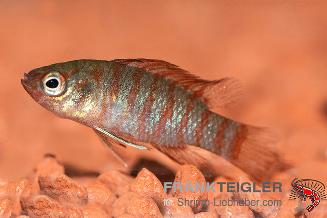 Scharlachroter Zwergblaubarsch – Dario dario