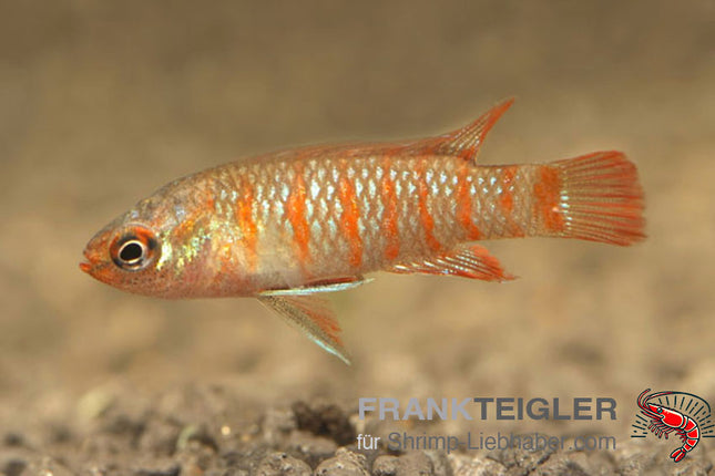 Scharlachroter Zwergblaubarsch – Dario dario