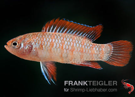 Flammenroter Zwergblaubarsch "Flame" - Dario spec.