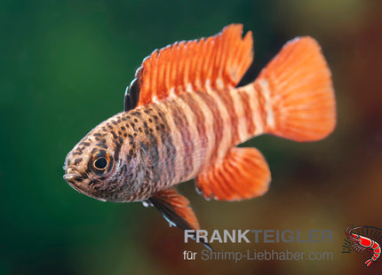 Flächigroter Blaubarsch - Dario tigris (Dario hysginon black tiger)