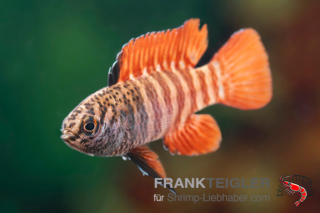 Flächigroter Blaubarsch - Dario tigris (Dario hysginon black tiger)