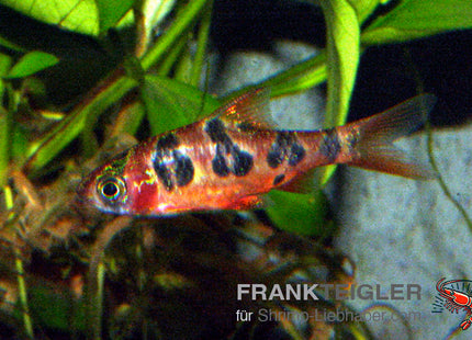 Schachbrettbarbe – Barbus rhomboocellatus