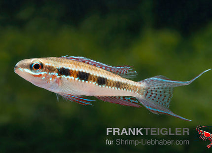 Schachbrett-Cichlide – Dicrossus (Crenicara) filamentosa