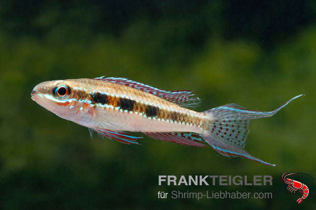 Schachbrett-Cichlide – Dicrossus (Crenicara) filamentosa